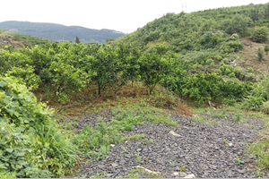 ¡��ϴɳ�������ŷ����M(j��n)�F�����c